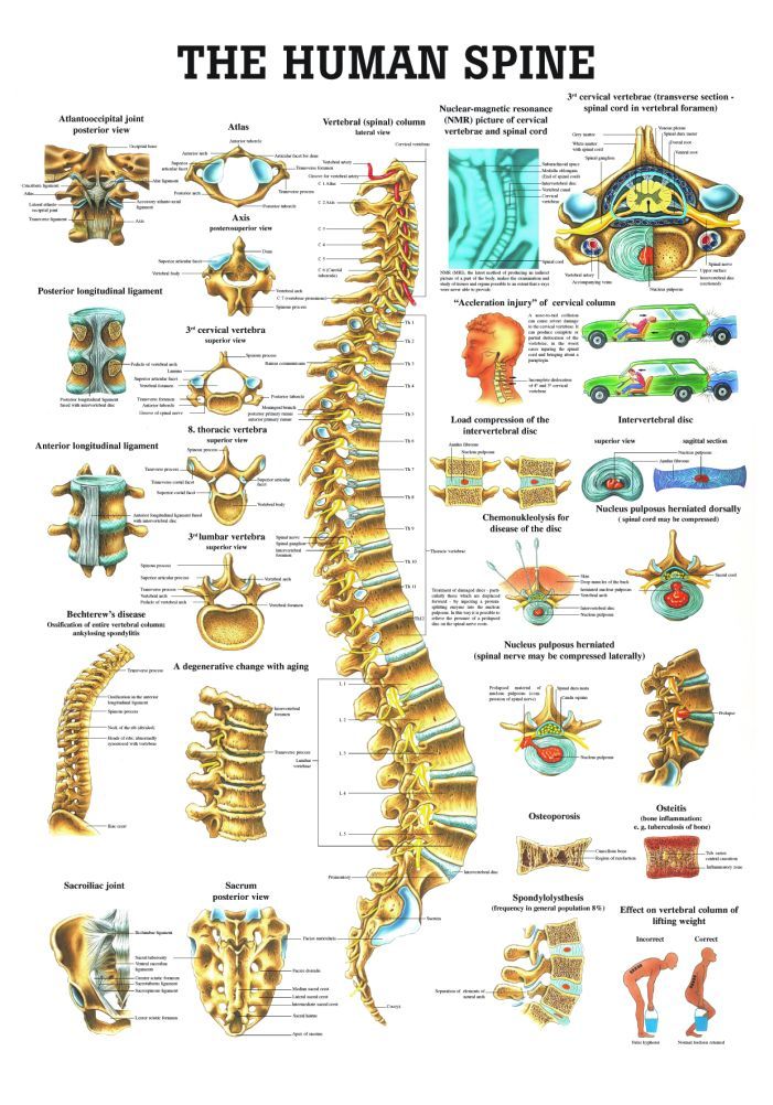 Chiropractic Human Spine