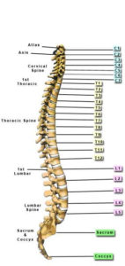spine-vertebrae-phoenix-chiropractor